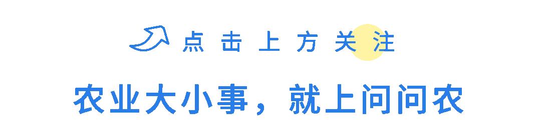 柑桔锈壁虱何时打药,防锈壁虱的最佳方法