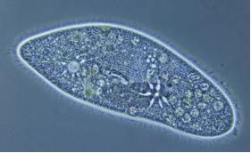 苏教版五年级科学刺激与反应ppt,2022苏教版五年级科学下册复习题