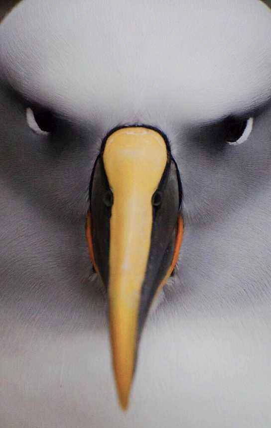 高清图集｜盘点那些“气质超群”的鸟类