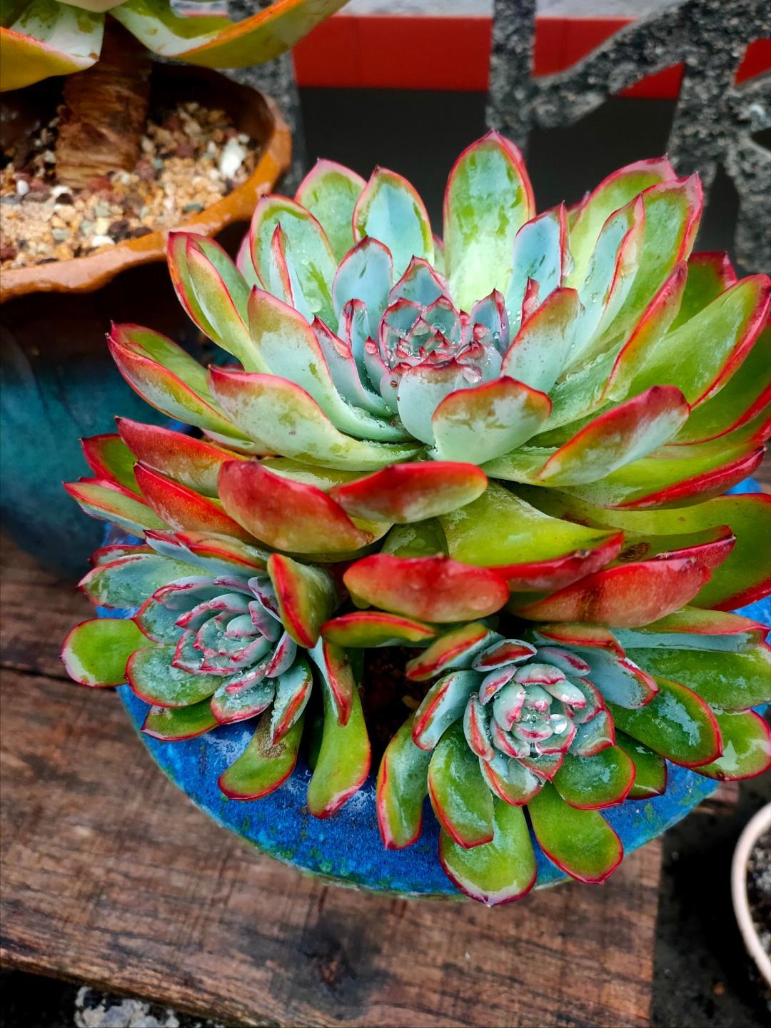 四川29岁太太养多肉从2楼爬到1楼,重庆一位太太屋顶养多肉成网红