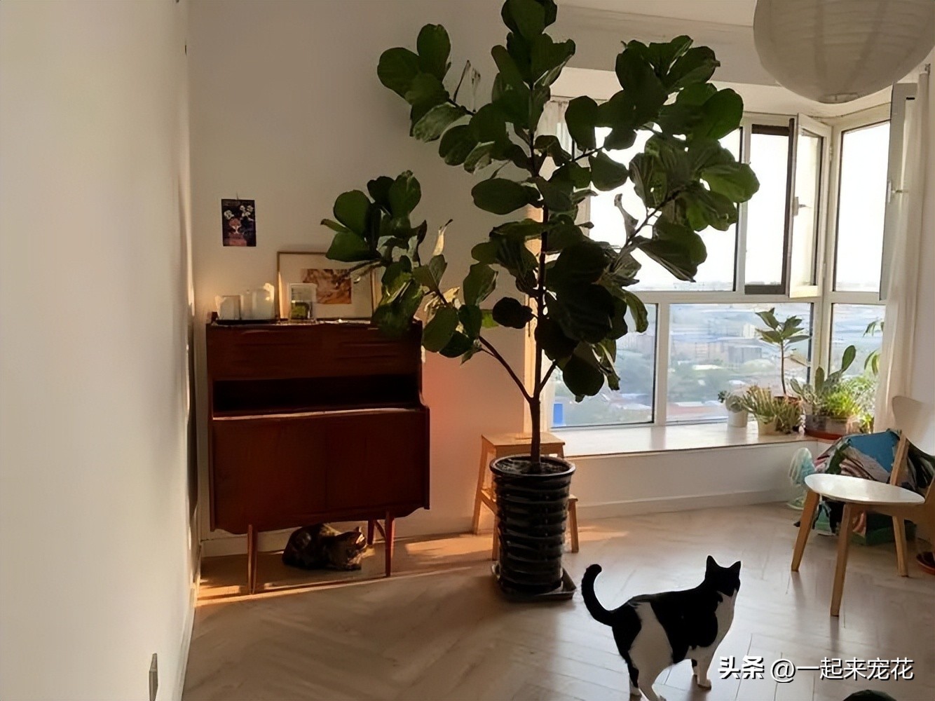 客厅种什么树风水最好,家中适合种的五种树