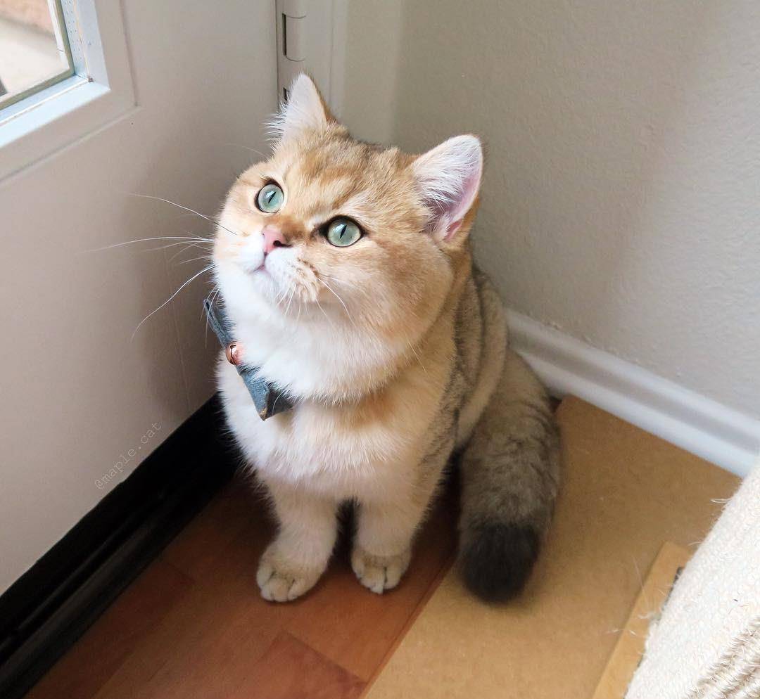 2022最热门猫咪品种,盘点热门猫