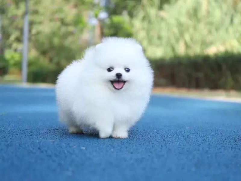 绗竴娆′拱鐙楀眳鐒堕亣鍒颁簡杩欐牱鐨勪簨,鍦ㄦ柊鍔犲潯涔扮嫍