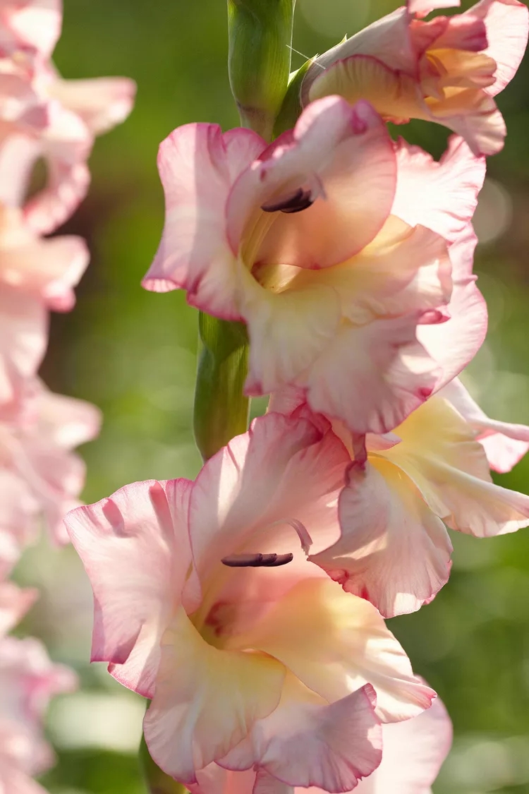 出生农历月份代表的花,出生月份代表的花是什么花