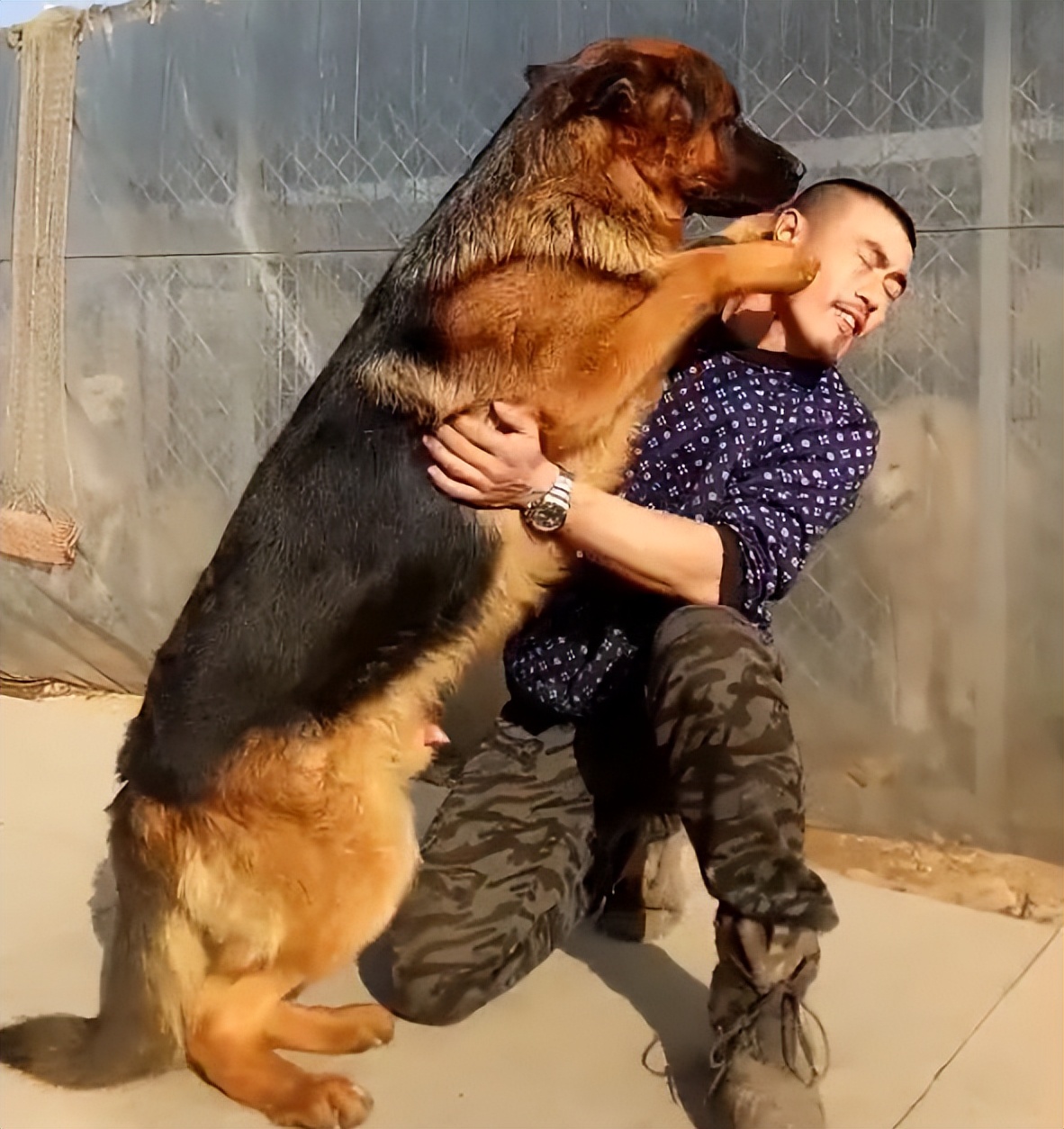 为什么打狗会有不好的事发生,为什么不能打狗民间故事