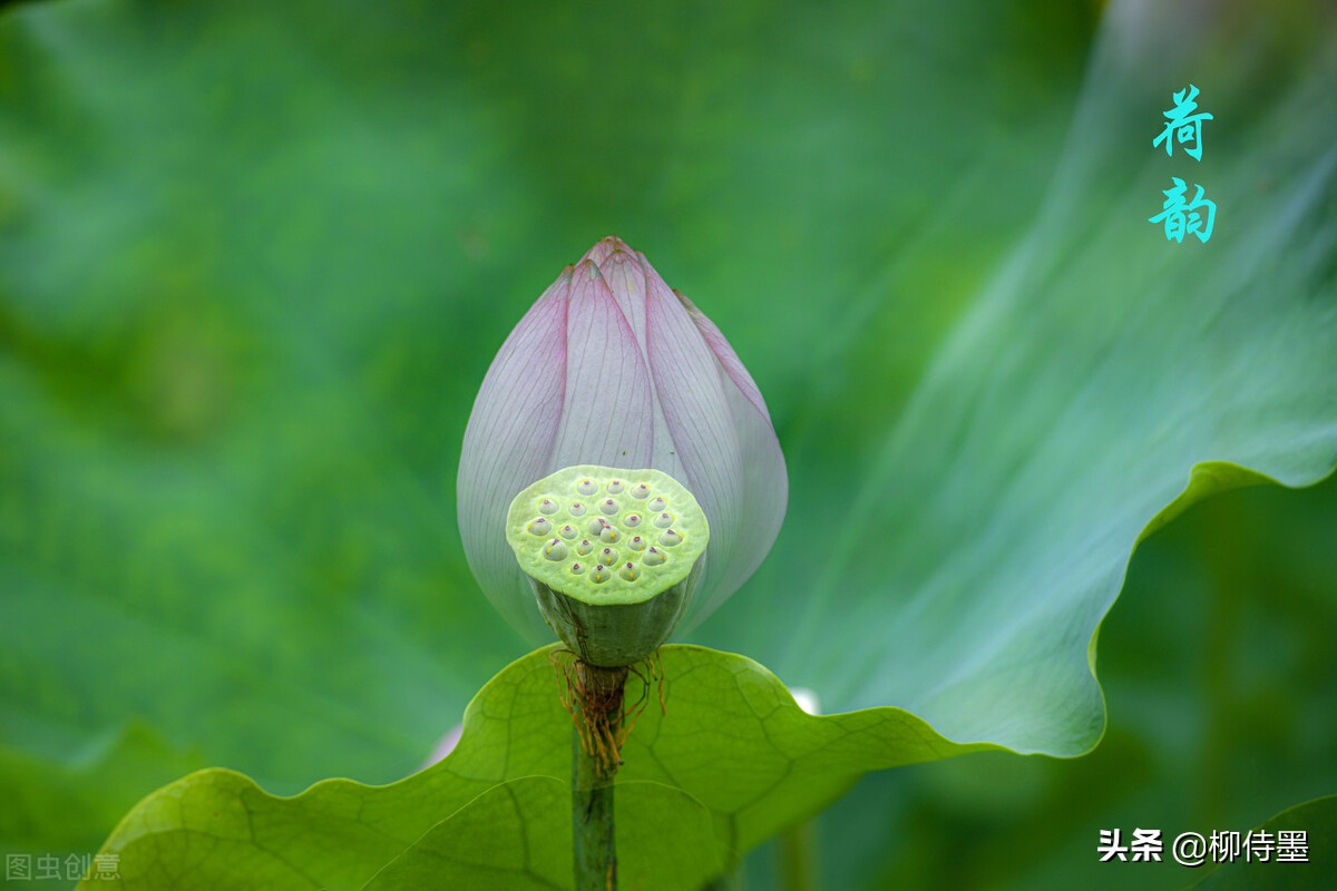 如何拍荷花才不俗,拍摄荷花忌讳