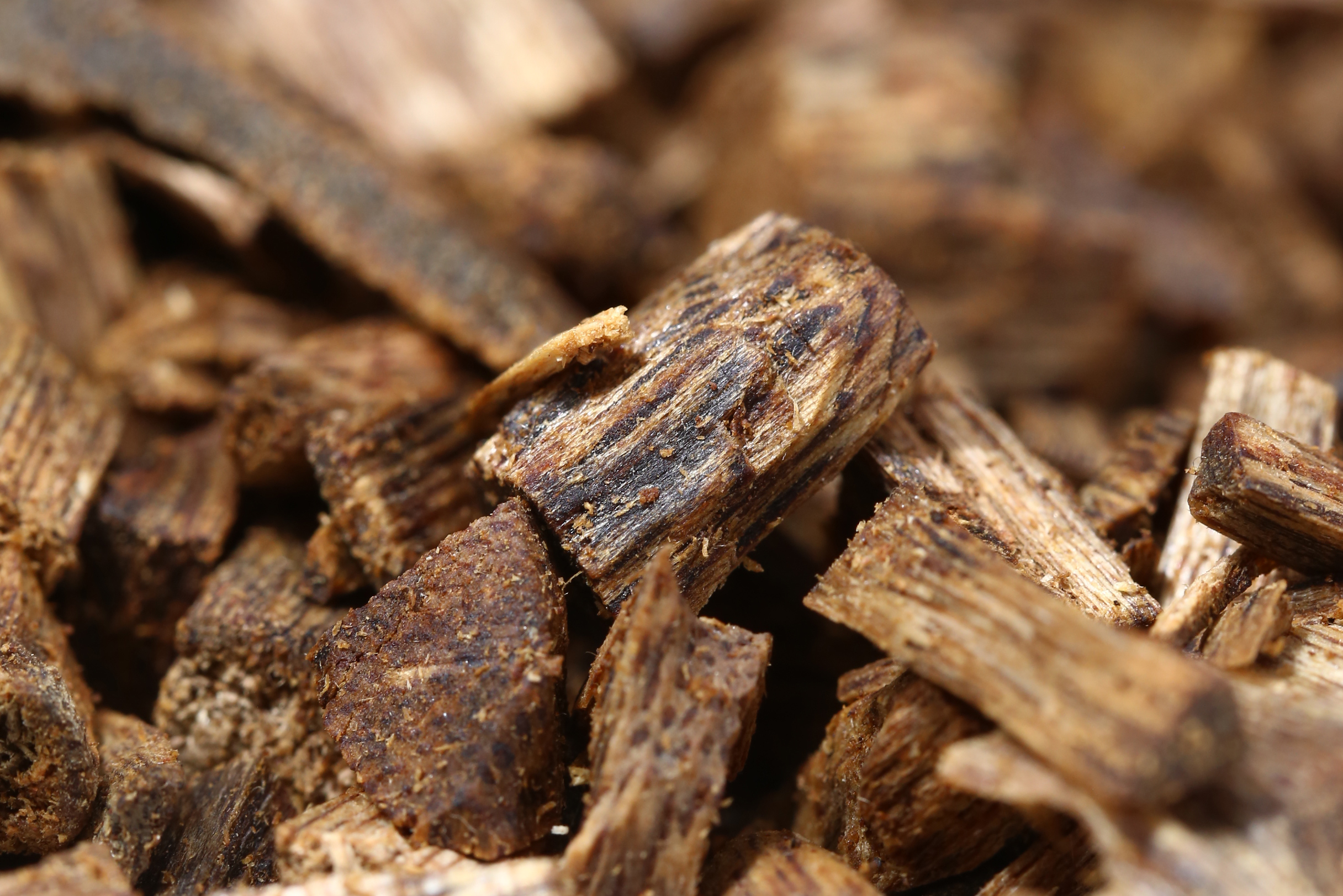 哪里有人工种植奇楠沉香基地,人工种植绿奇楠沉香对人体有害吗