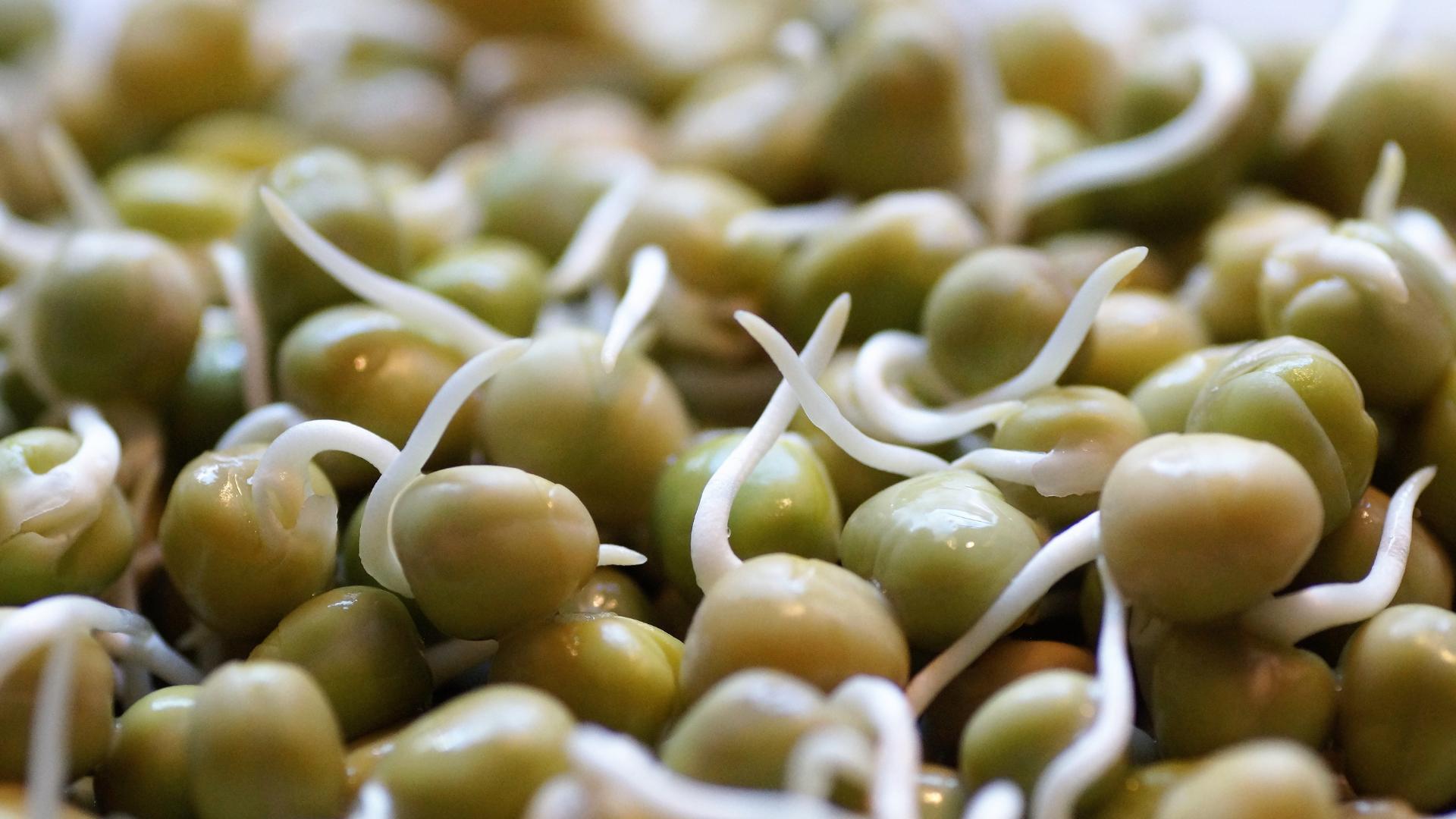 怎样发绿豆芽最快最好,怎样发绿豆芽最快最好吃