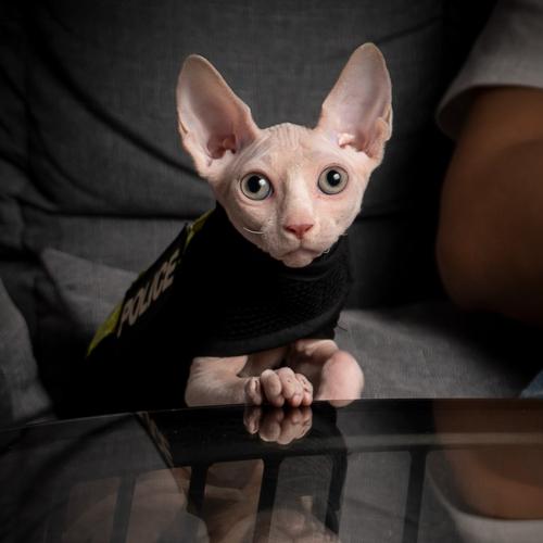 公猫不建议养的10种猫,这5种猫很忠诚一辈子值得养一只