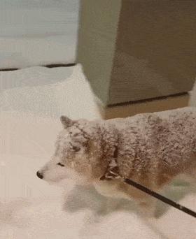 千万别养两只柴犬,千万不要养的狗子