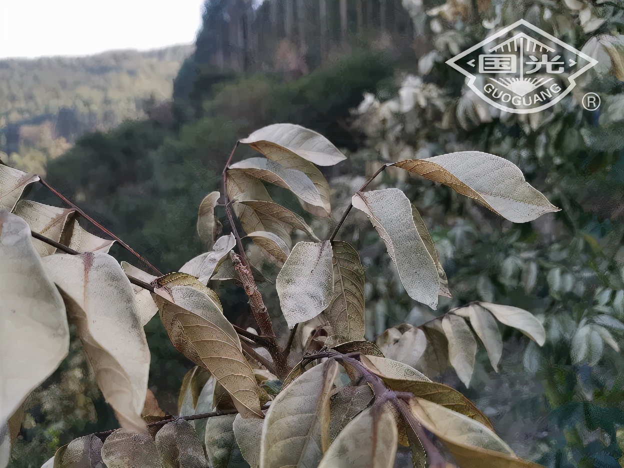 橄榄保暖,橄榄防冻害