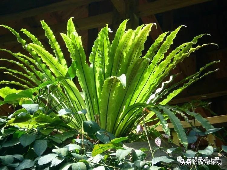 室内植物墙哪些类型植物合适,适合做绿植墙的常绿植物