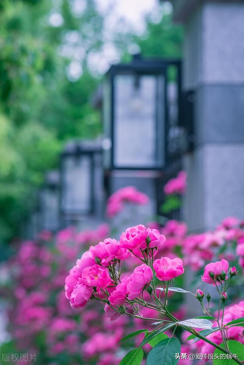 生如夏花灿烂的时候,生如夏花绚烂绽放歌曲视频