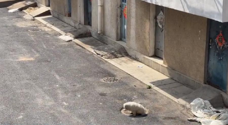 辽宁:连走路都走不稳的老京巴,十多年的陪伴,终究还是错付了