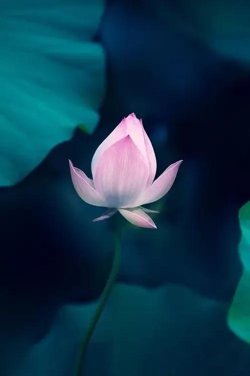 古诗文积累爱莲说,古诗欣赏爱莲说名句