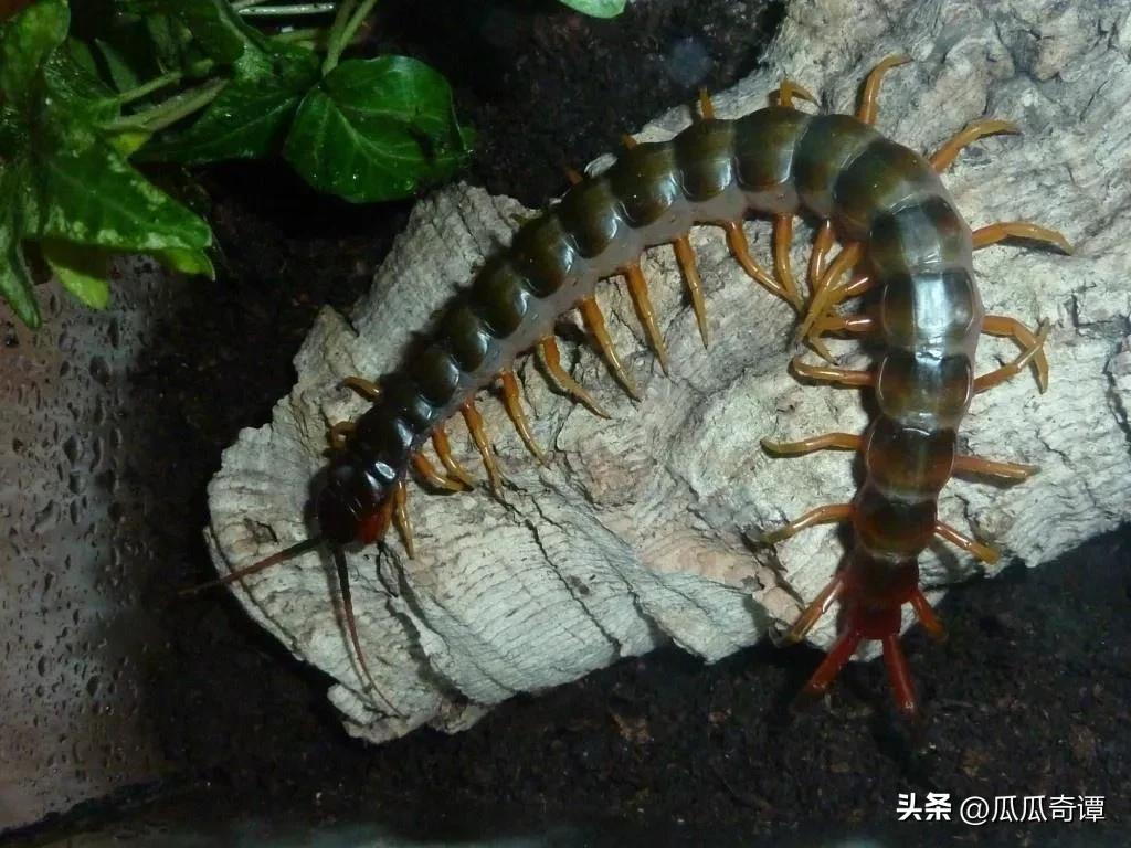 武汉惊现入侵巨人蜈蚣物种,海关查获活体巨人蜈蚣怎么处理的