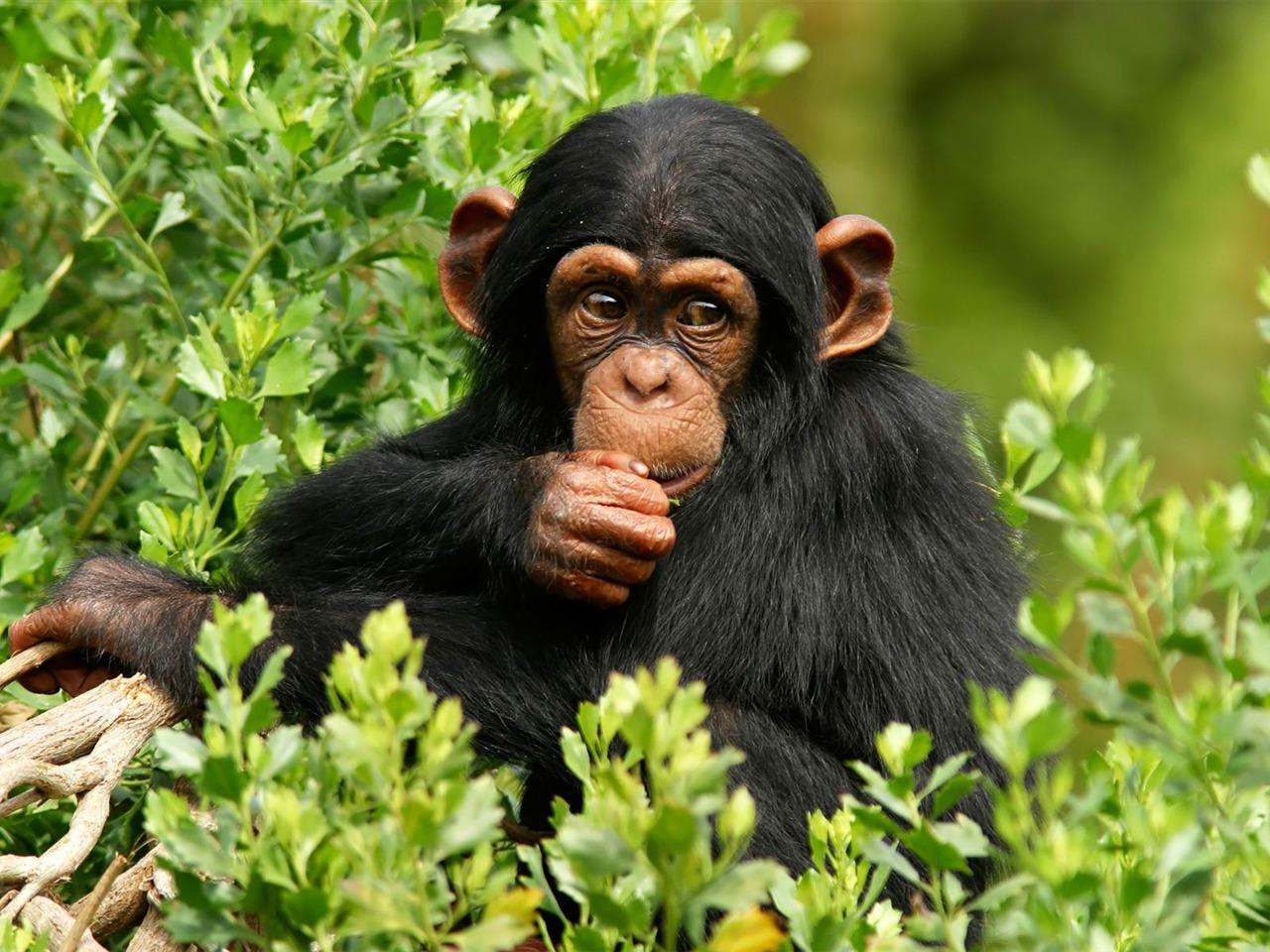 澶忓▋鍋囪鍒嗗竷鍖哄煙,澶忓▋鍋囪