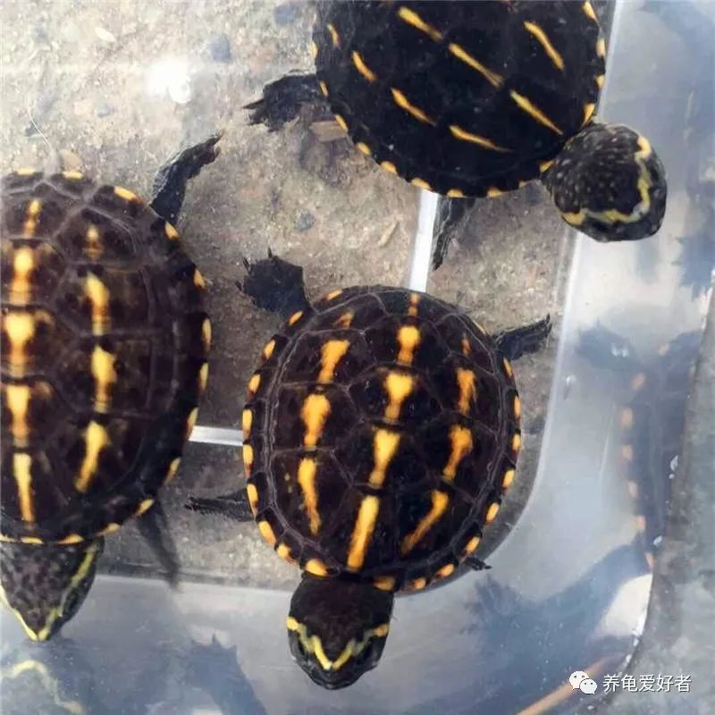 亚洲巨龟养几个,指甲盖大的龟