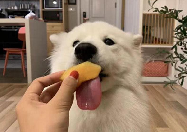 狗狗吃水果注意什么,夏天给狗狗吃冰块好吗