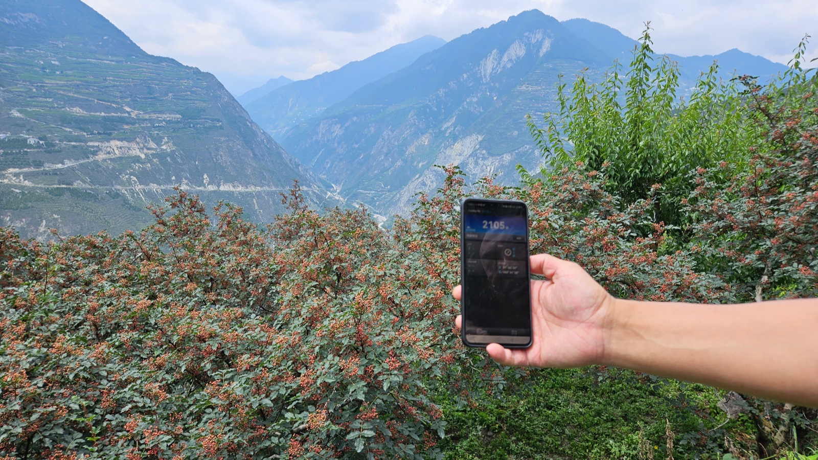 花椒丰收季节是几月,老家花椒丰收季