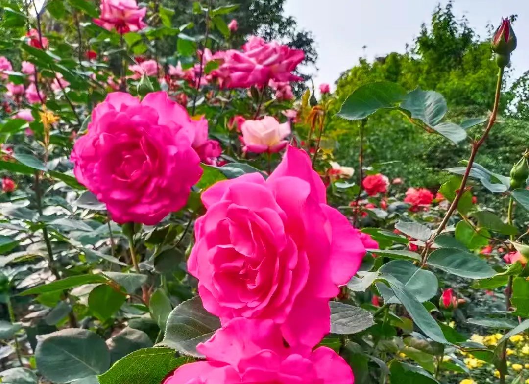 甲友心声——时光不老，终将一寸一寸地治愈我