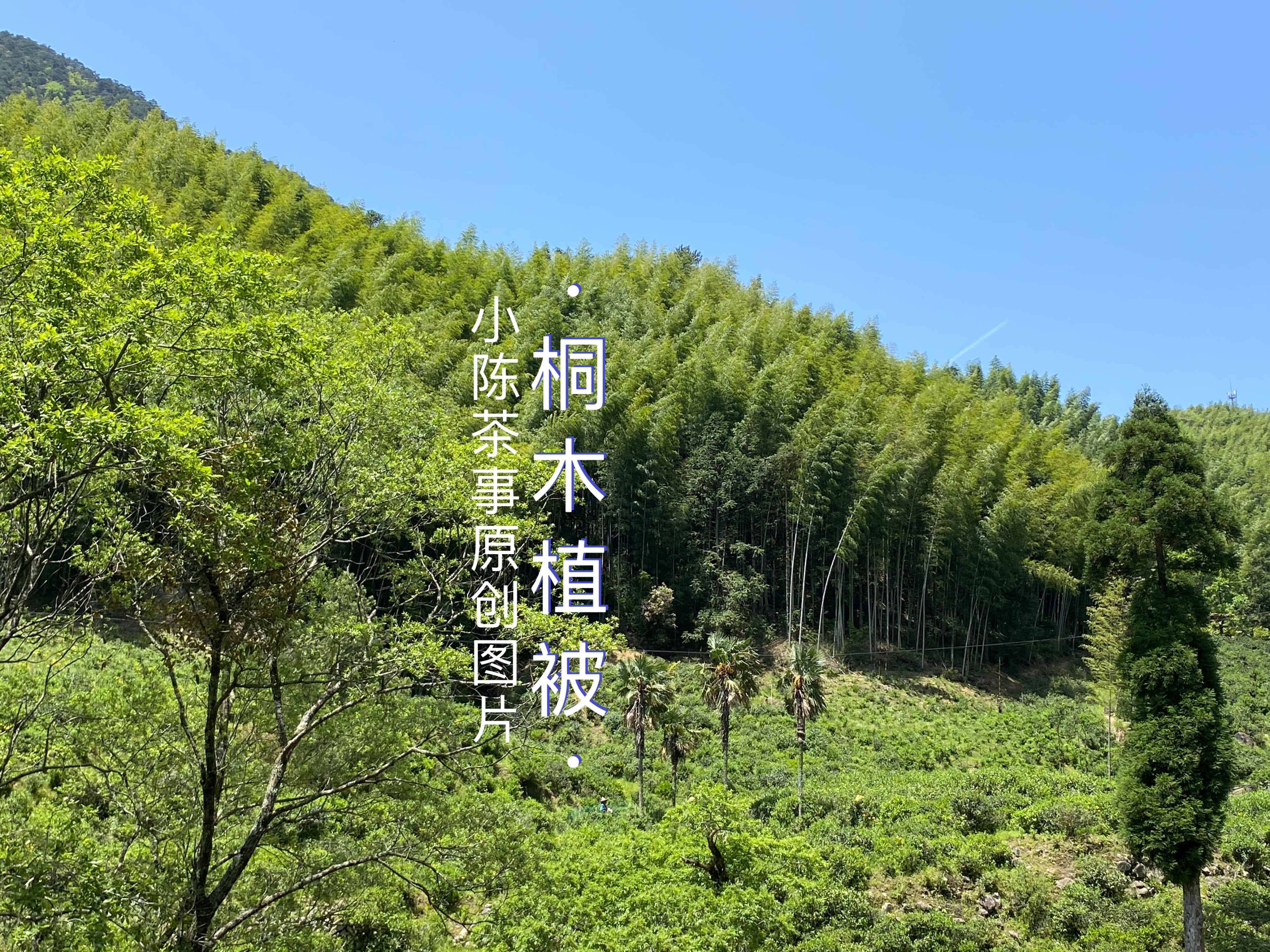 红茶金骏眉的价位,红茶金骏眉好点多少钱一斤