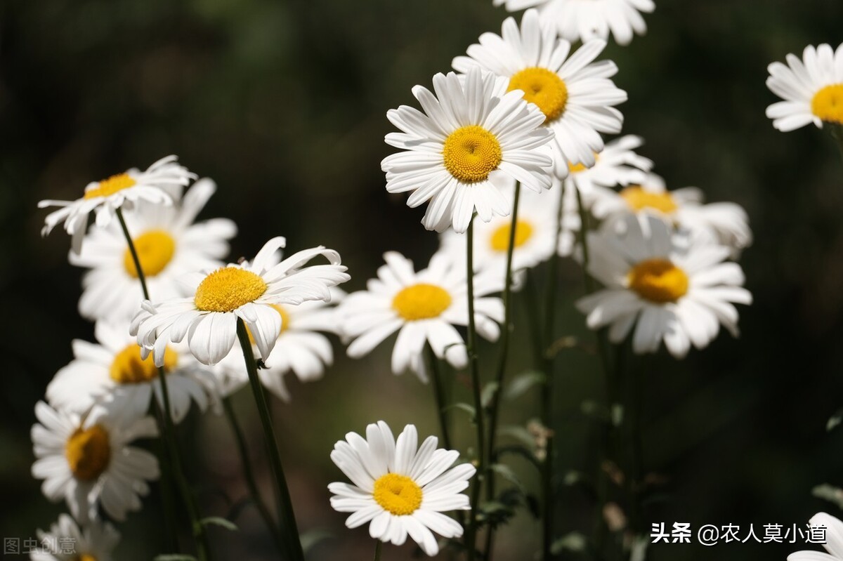 全国哪几个中药材品种种植效益好,中药材丹参的种植效益及发展前景