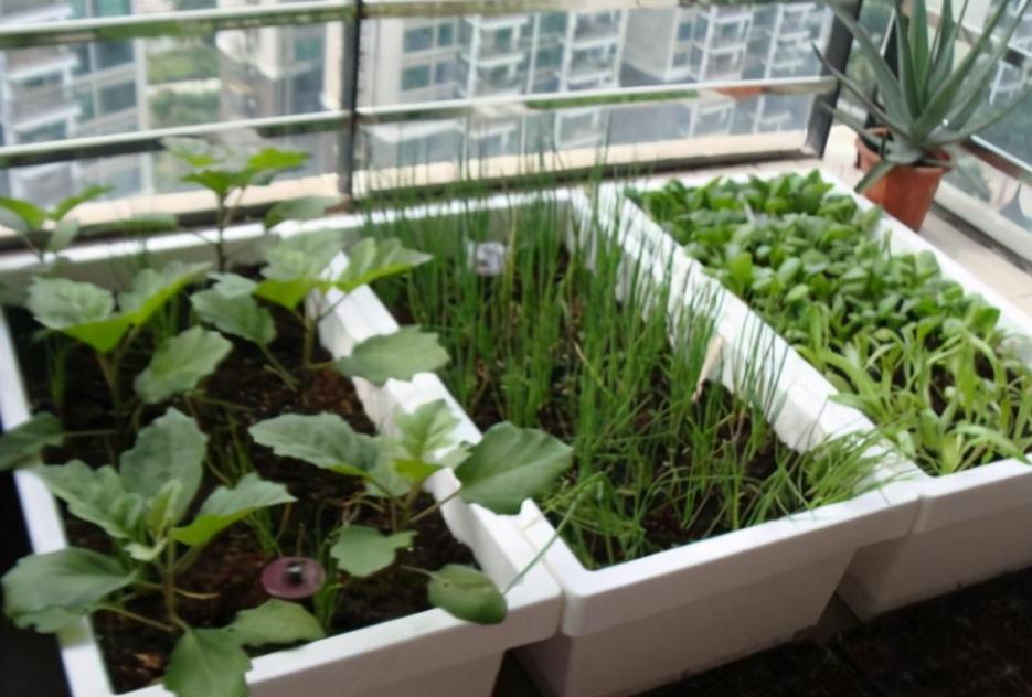 绿色的泡沫箱种菜吃了会不会致癌,泡沫箱种菜致癌吗