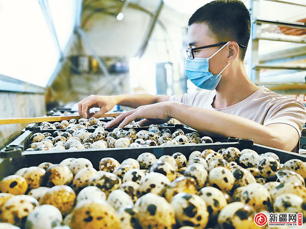 走进乡村看小康霞浦,走进乡村看小康养牛