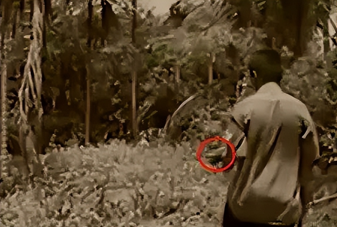 海南报恩巨蟒现况,巨蟒为报恩守护十几年