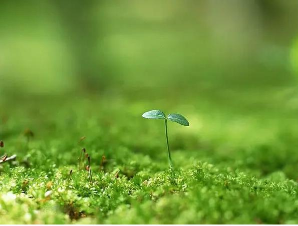 大学生已经成抑郁症高发人群,青年大学生如何正确看待抑郁症