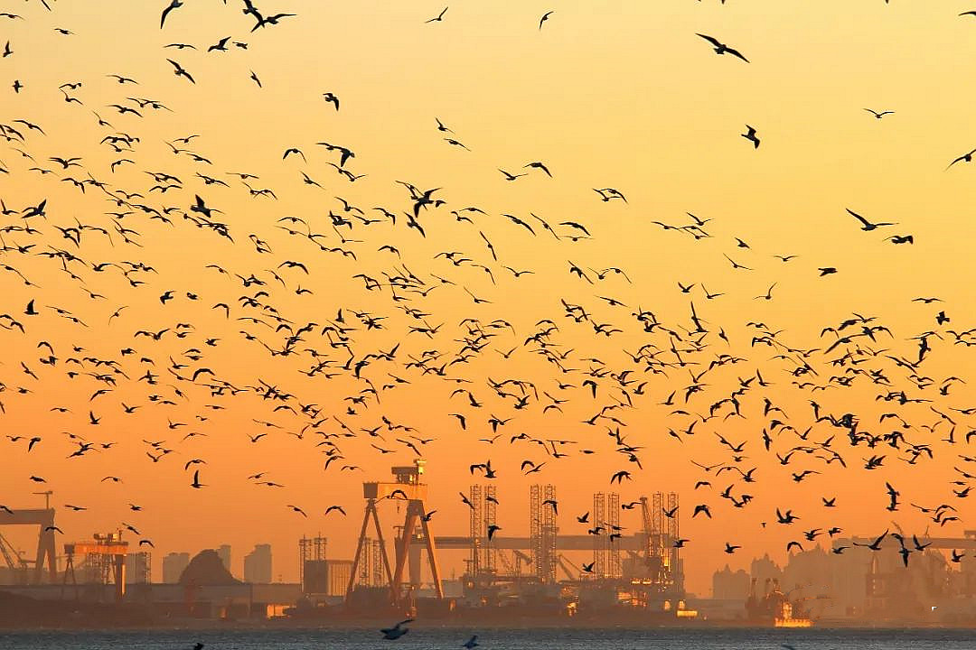 青岛最美摄影作品,青岛摄影师现状