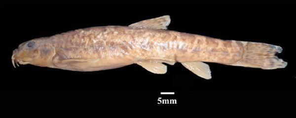 世界上濒临消失的物种有哪些,中国消失的十大物种