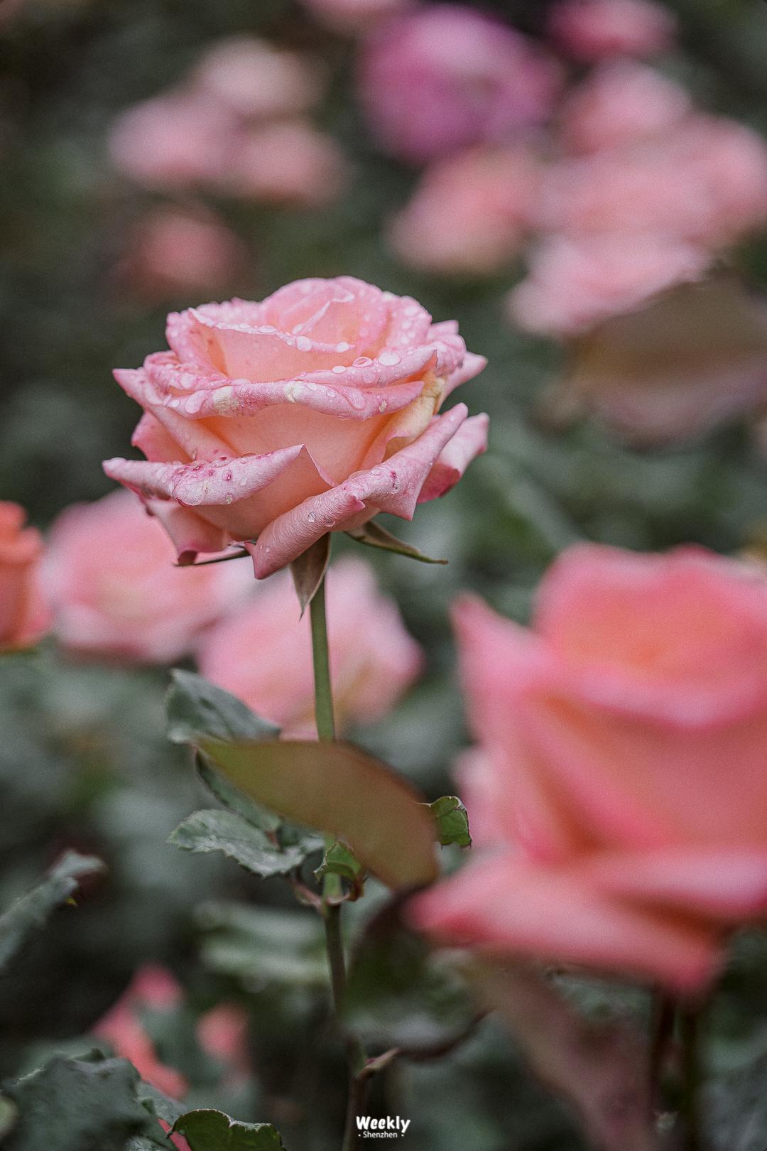 好好走过红荔路，才知道住福田有多让人羡慕