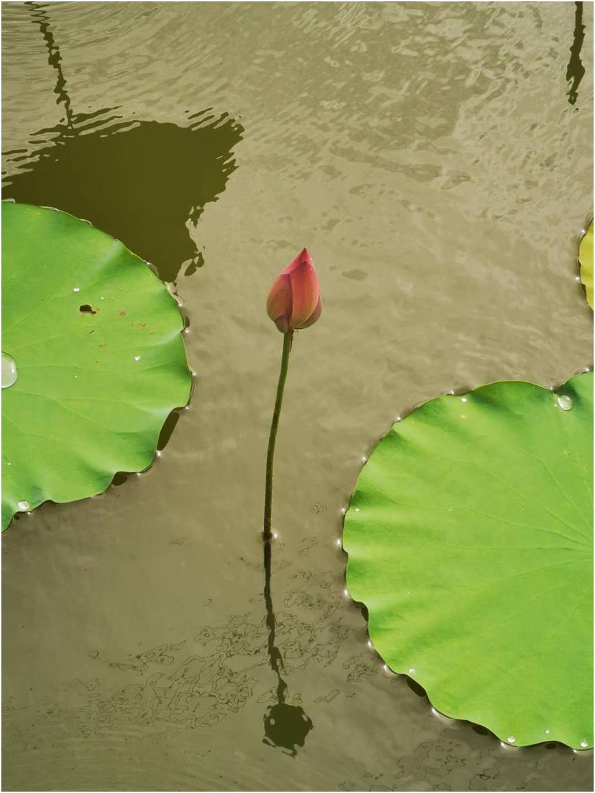 挥汗抛诗消暑气赏荷听雨作秋声