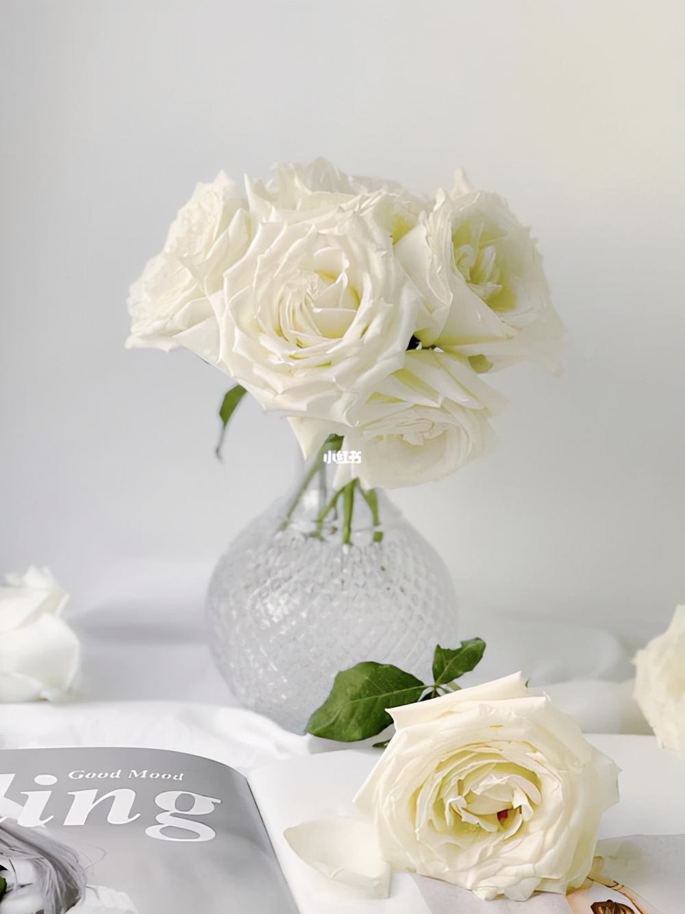 玫瑰花有几种颜色各代表什么意思,不同颜色的玫瑰花表示的寓意不同