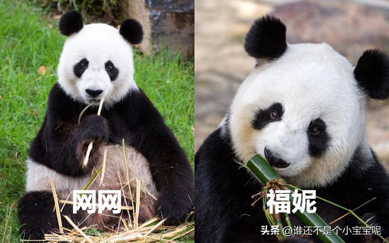 目前在国外的大熊猫有几只,大熊猫国外租借了多少只