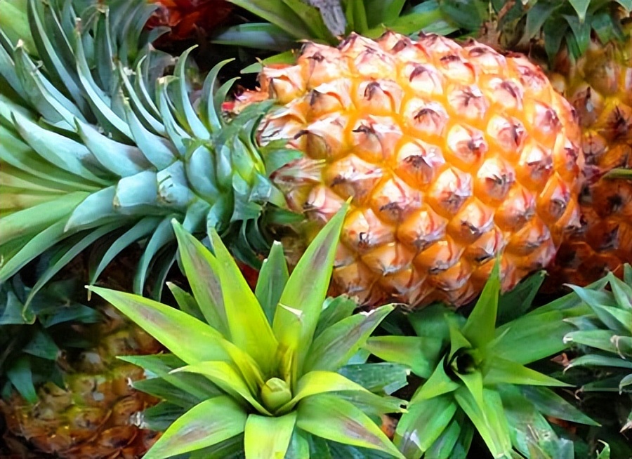 菠萝为什么吃到嘴里发麻,为什么吃菠萝之后舌头会痒