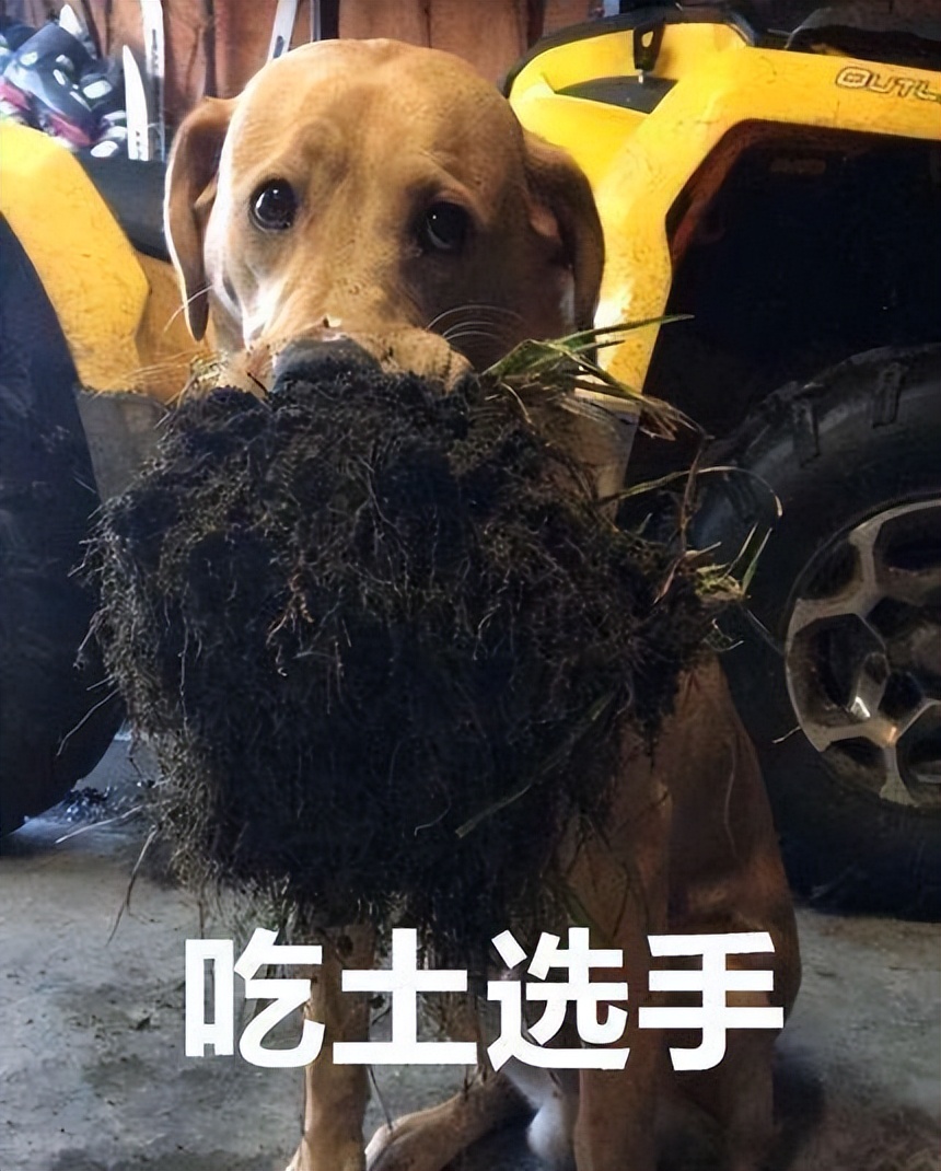 母狗的几个“缺点”，怪不得养过的人想换狗