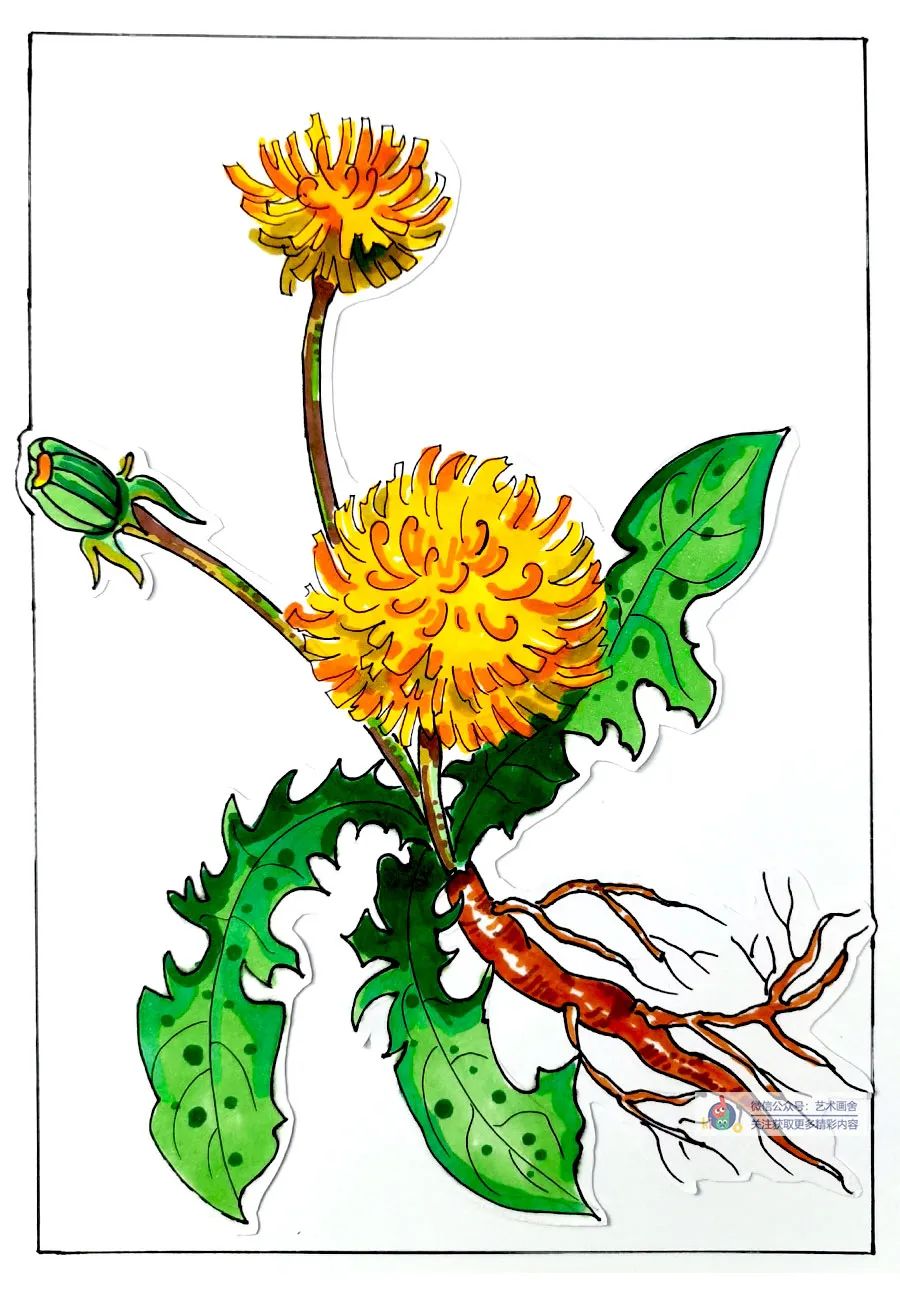 蒲公英怎么画儿童画,简单又好看的线条画蒲公英