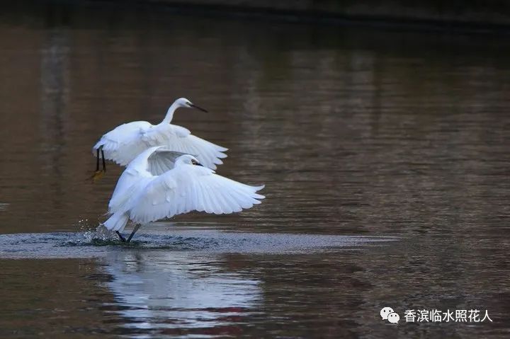 ​「五年级作文“我的心爱之物”」姜奕西《小猫》（二十四）