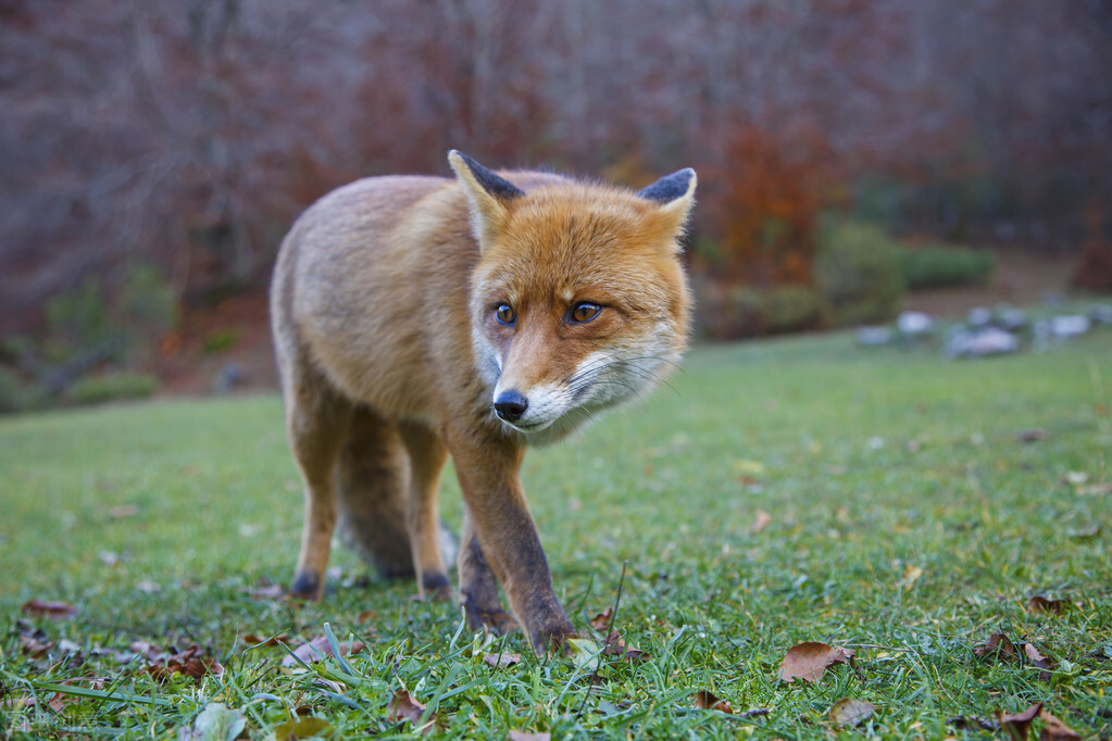 鐙愮嫺浜т粩琚汉鏁戝姪鎶ユ仼,鐙愮嫺杩涢浮鑸嶅挰姝婚浮