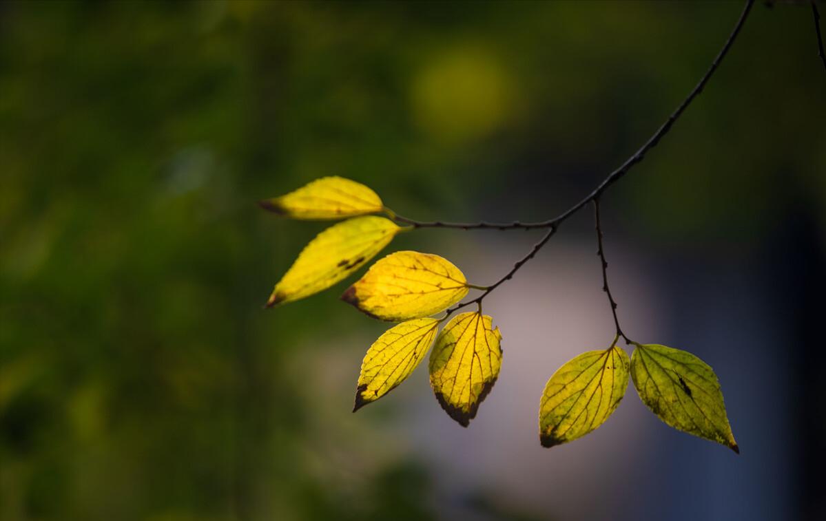 青山隐隐水迢迢秋尽江南草未凋,青山隐隐水迢迢杨再春书法欣赏