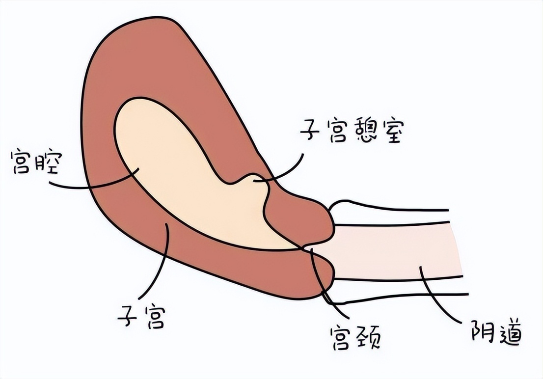 子宫性不孕要如何诊断,查不孕不育查出宫颈病变