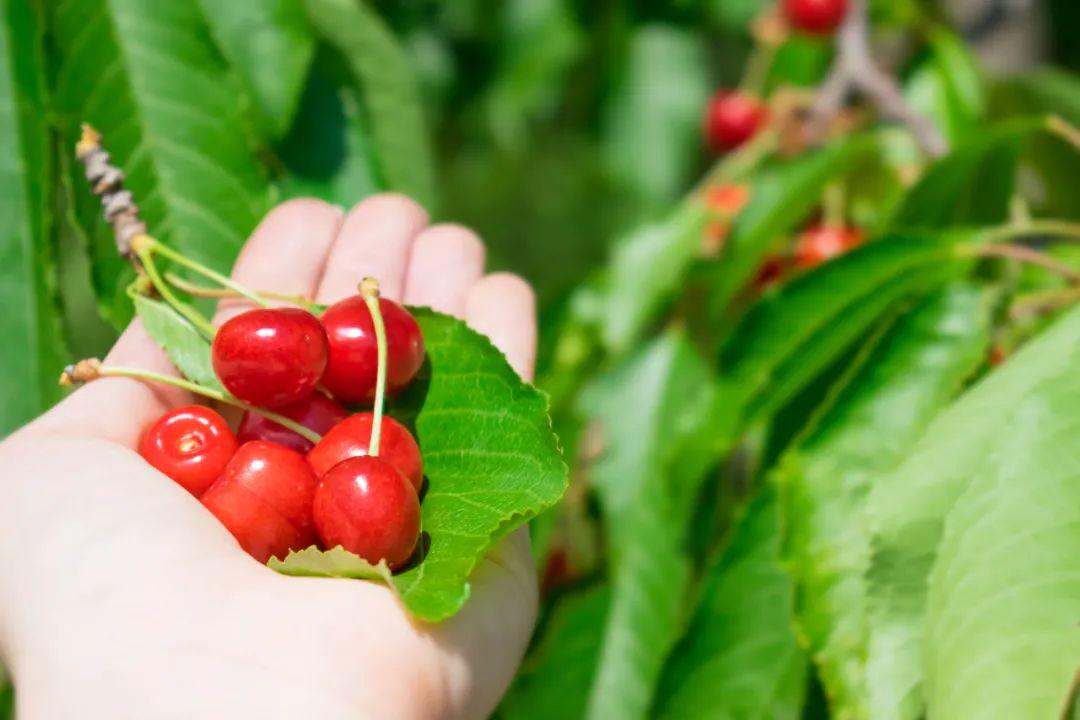 青岛在哪摘樱桃,青岛摘樱桃的好去处
