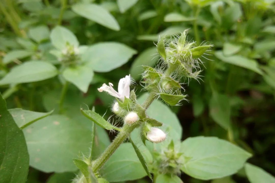 甜罗勒和荆芥 (甜罗勒与九层塔荆芥)