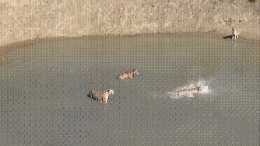 鸭：一鸭战四虎？弹射胜航母？鸭子的真相，也许超乎你的想象