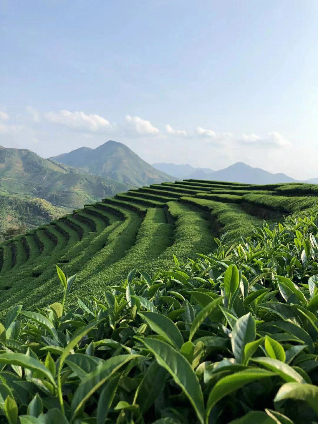 中国茶叶对外贸易的发展历史简介,世界茶叶贸易价格