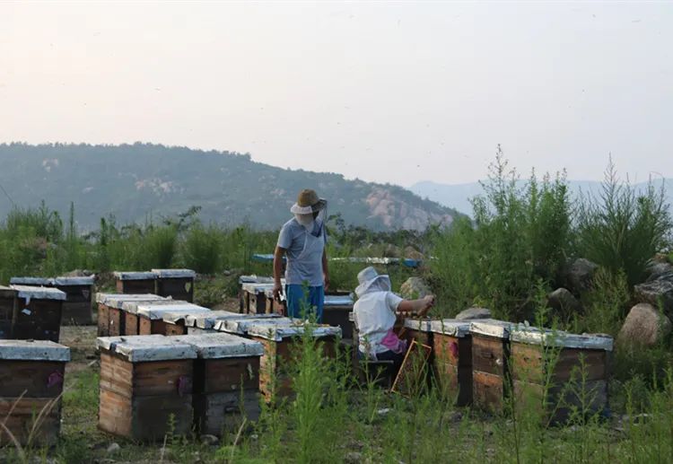 高山正宗百花蜜,百花蜜的味道和颜色