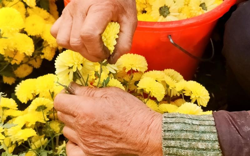 40岁喝菊花决明子茶好吗,年龄大了要忌茶